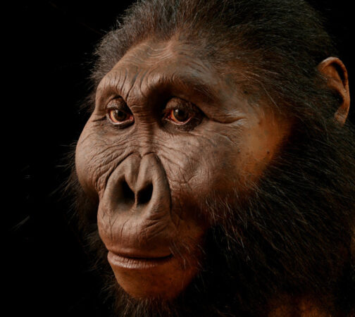 Reconstruction of an ancient hominin that looks very ape-like