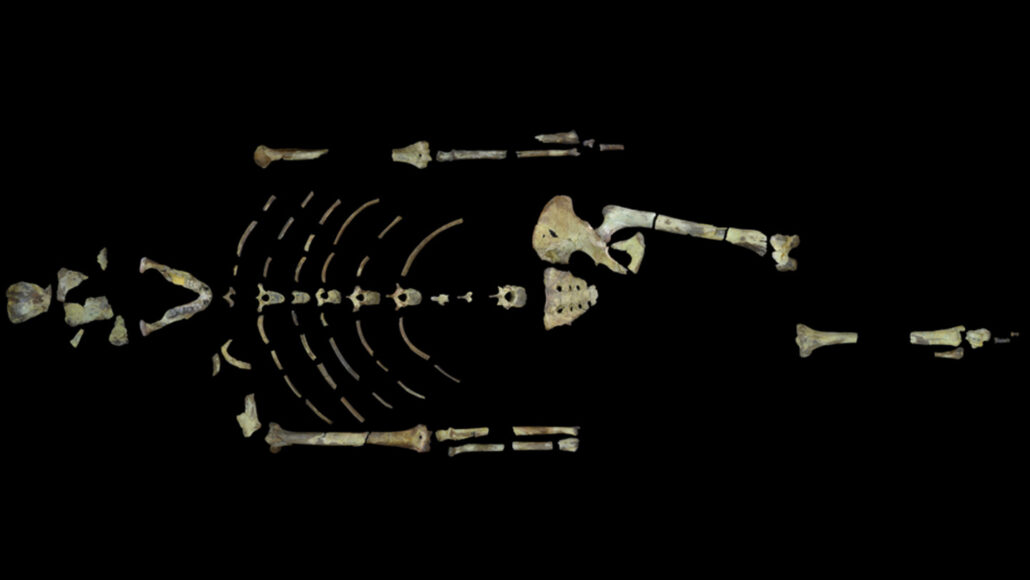 the bones of the famous skeleton Lucy arranged on a black background