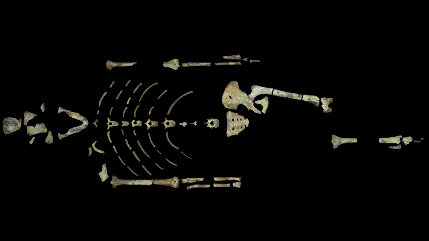 dating fossils millions of years old