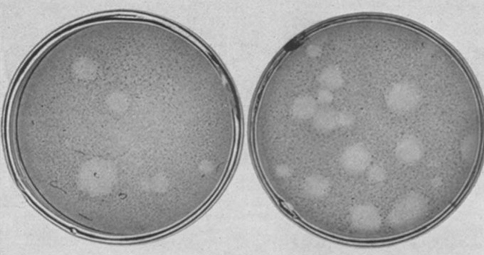 zwart-wit afbeelding van twee petrischalen met plaques van poliovirus op niercellen van apen 72 uur na infectie