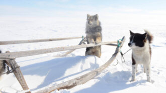 two Siberian sled dogs