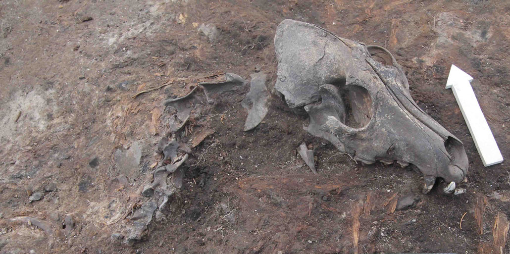 dog skull at Ust'-Polui excavation site in Russia