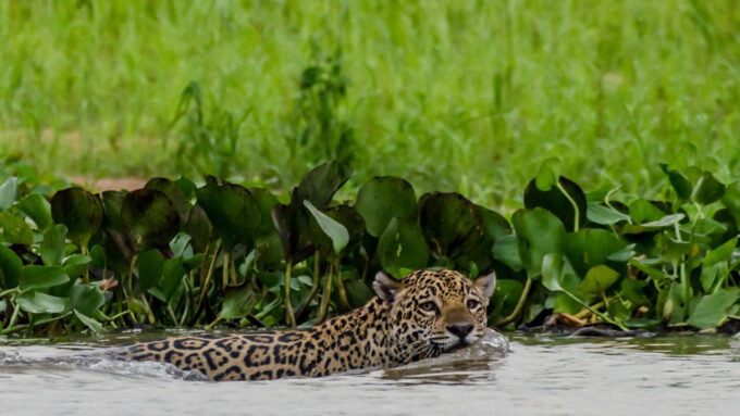 a jaguar swimming in water