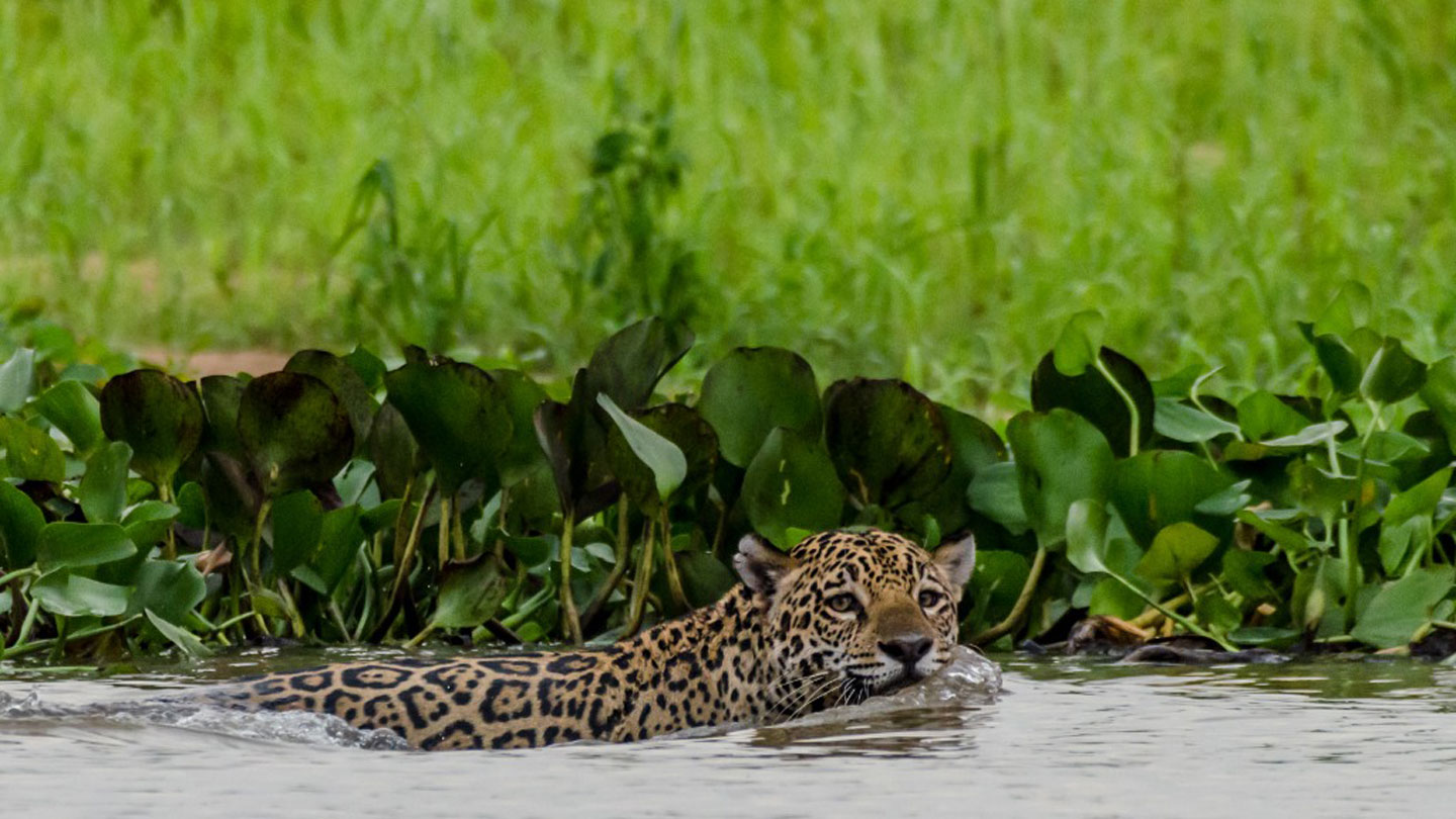 Huge numbers of fish-eating jaguars prowl Brazil’s wetlands