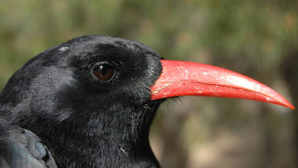close-up of the head of a black bird with a red beak