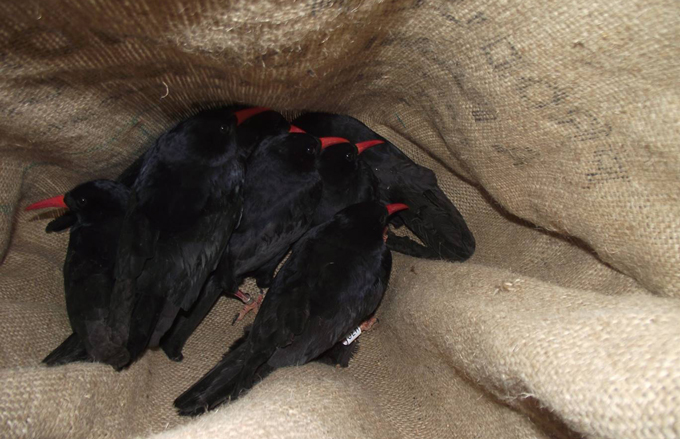 meerdere zwarte vogels in een zak