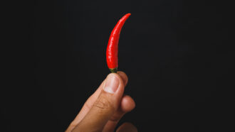 a person holding a small red chili pepper with their fingertips
