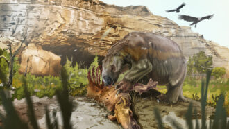 an illustration of a giant ground sloth eating from a mammal carcass in front of a cave