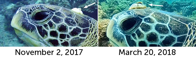 a barnacle on the head of a green sea turtle in November 2017 and March 2018