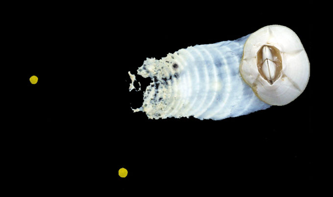 Barnacles are famed for not budging. But one species roams its sea turtle hosts turtle barnacle cement trail
