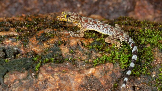 A gecko standing on a mossy surface, with a yellowish snout and striped tail