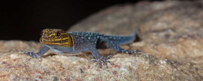 An agile gecko found in India was named after Jackie Chan | Science News