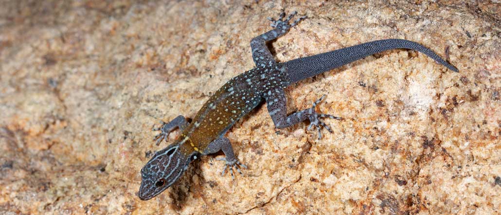 An agile gecko found in India named after the legendary Jackie Chan A gecko with a spotted bluish body and a hazy yellow section on its back