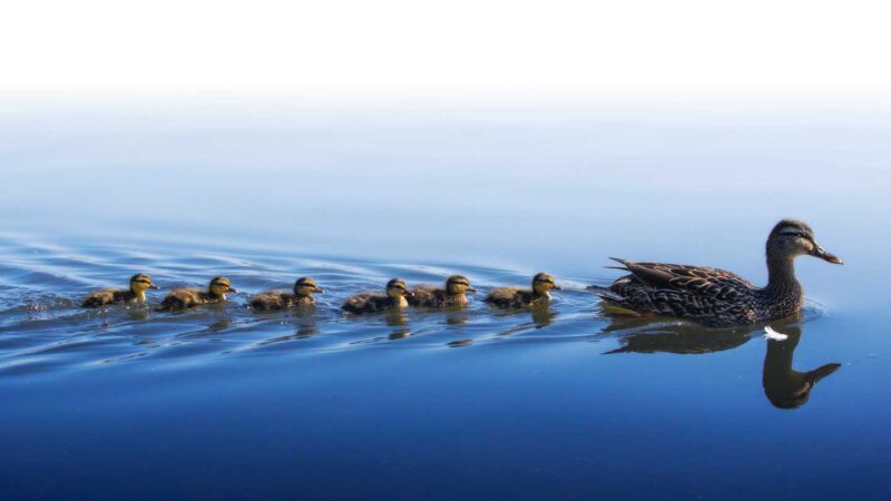 mallard ducklings swimming behind a mother duck