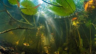 Fish swimming around roots of red mangrove forest