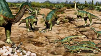 illustration of nine dinosaurs of differing ages