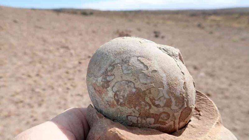 a hand holding a fossilized egg, with a dry landscape in the background