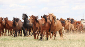 a herd of horses running across grassland in Mongolia