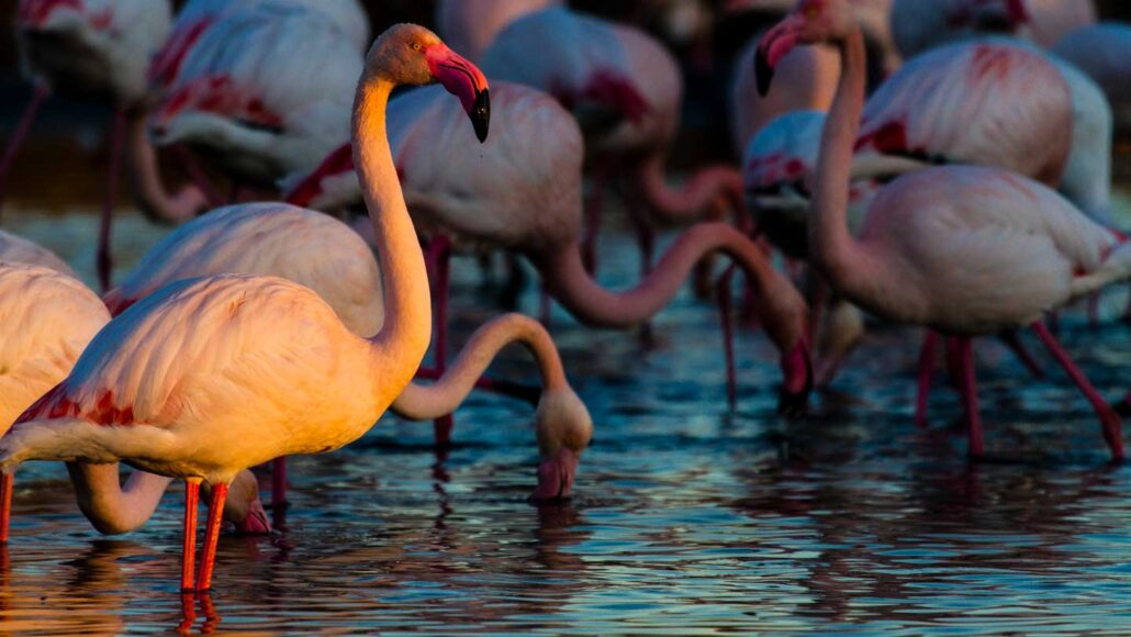 Een zwerm grotere flamingo's die in het water staan