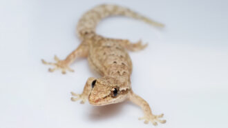 Mourning gecko