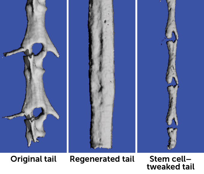 images of an original gecko tail, a regenerated tail, and a tail with modified stem cells