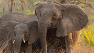 elephants