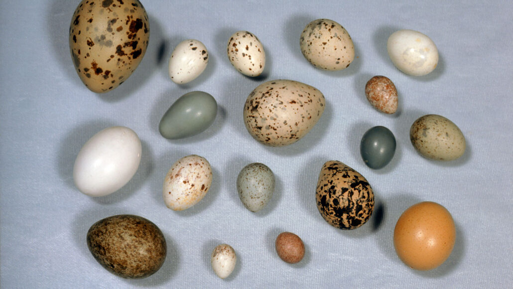 image of a variety of bird eggs