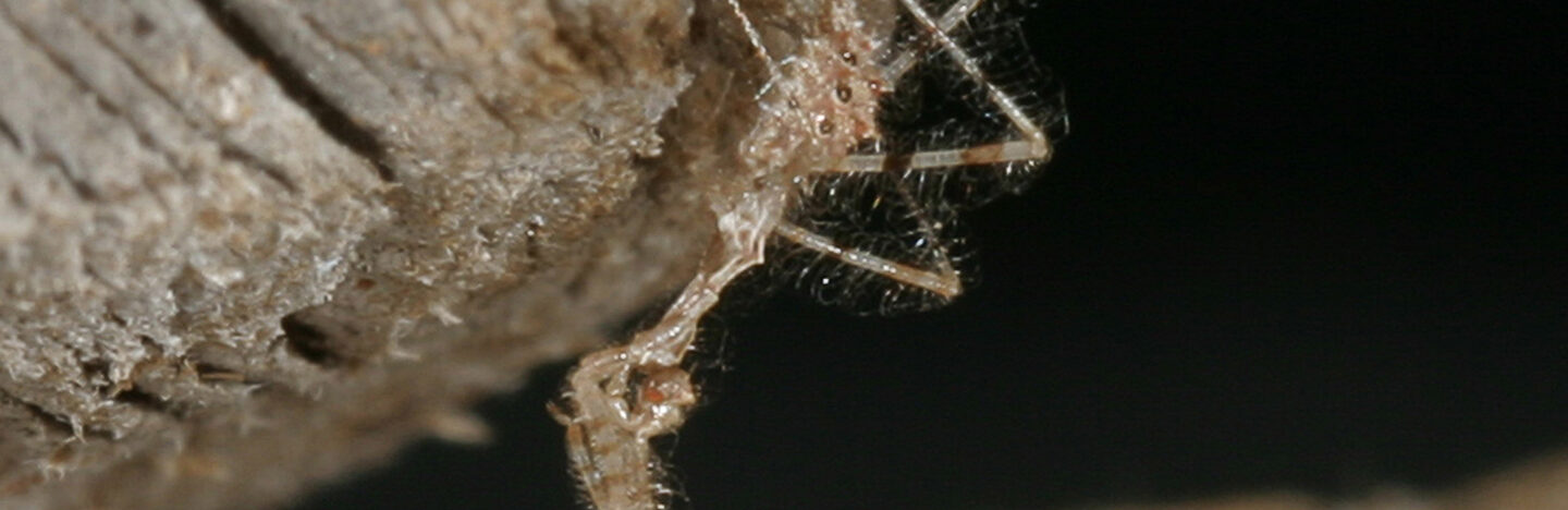 image of a Stenolemus bituberus assassin bug