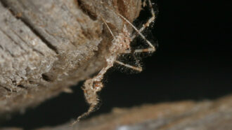 image of a Stenolemus bituberus assassin bug