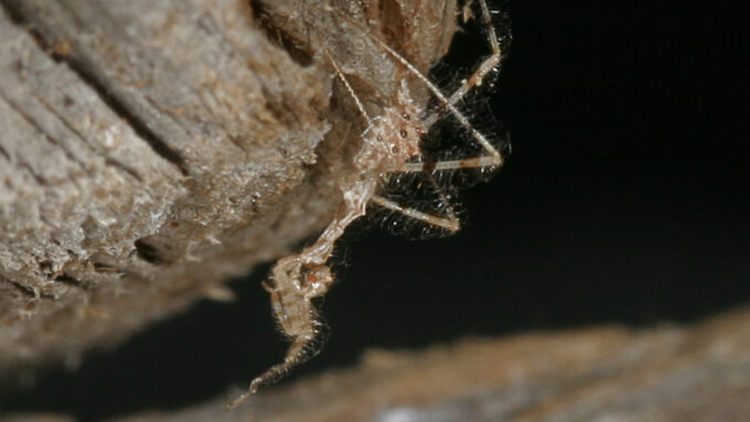 image of a Stenolemus bituberus assassin bug