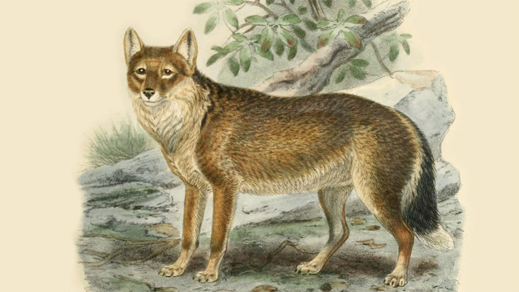 illustration of Falkland Islands wolf