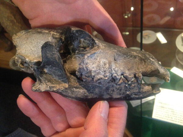 skull and teeth from a now-extinct Falkland Islands wolf