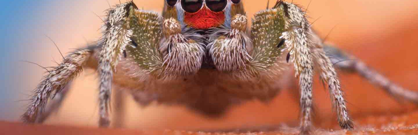 close-up of a jumping spider, with hairy legs, a hairy body, and four eyes