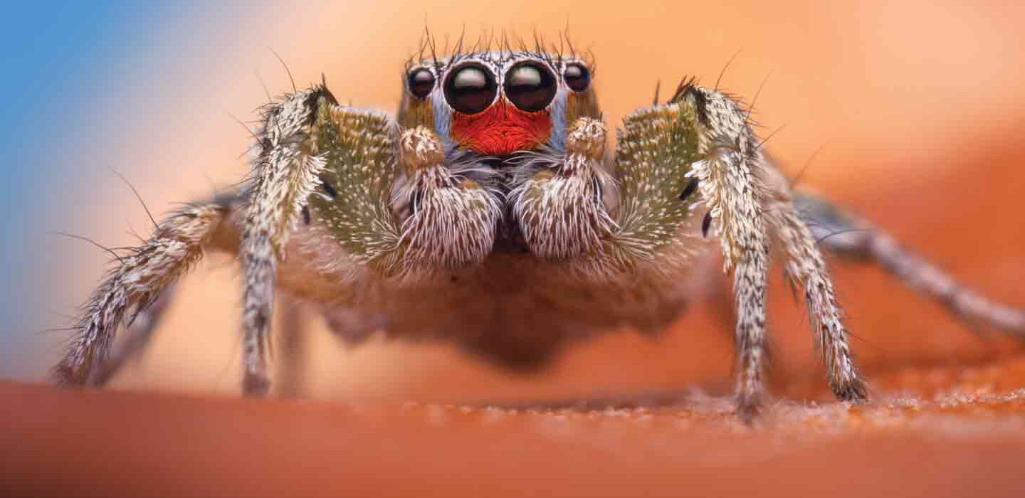 close-up of a jumping spider, with hairy legs, a hairy body, and four eyes