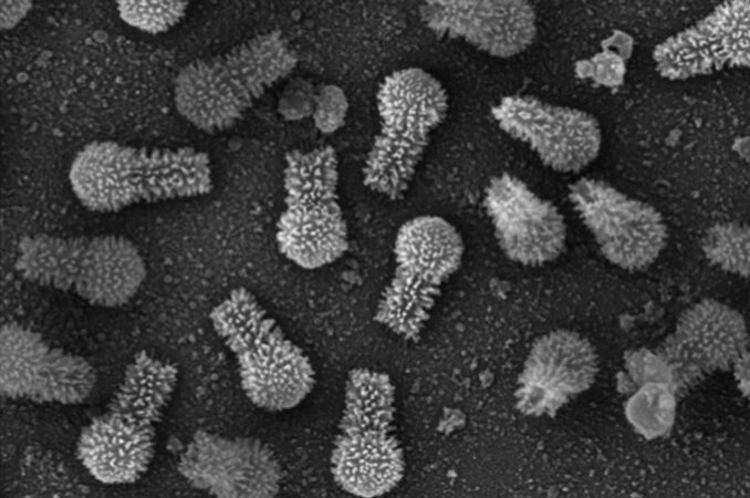 immagine al microscopio in bianco e nero di virus