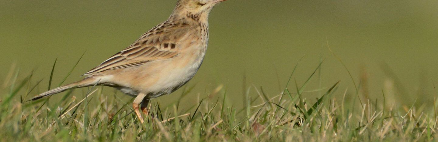image of a Richard’s pipit amid grass