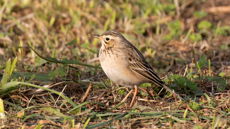 image of a Richard’s pipit perched on grass in Spain