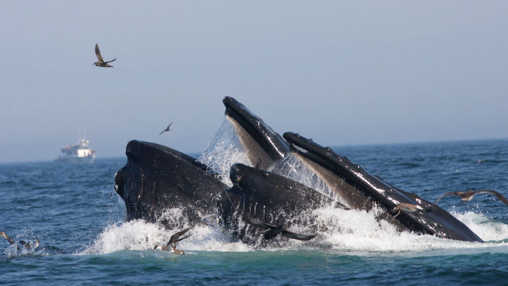 two humpback whales emerging from the ocean to feed