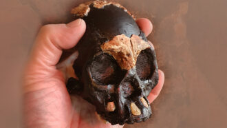 hand holds a reconstruction of a Homo naledi child’s skull showing fossil teeth and parts of the cranium