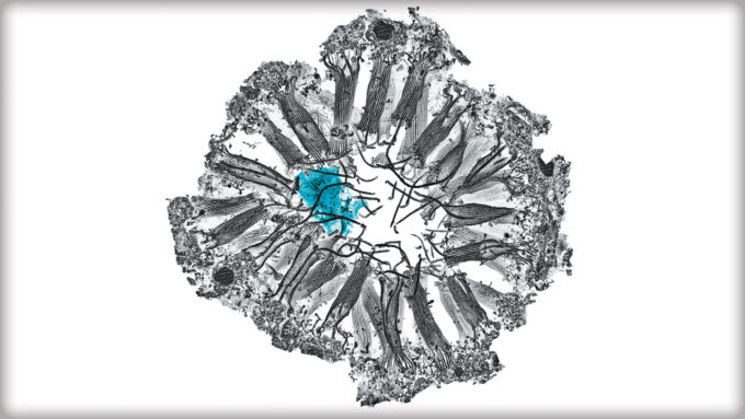 black and white image of a sponge's digestive chambers with a neuroid cell highlighted in blue