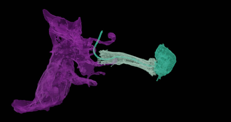una célula neuroide púrpura junto a una célula digestiva acuática