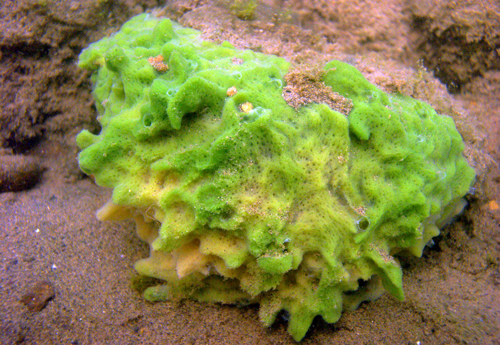 Imagen de una Spongilla lacustris verde y amarilla en el fondo del océano