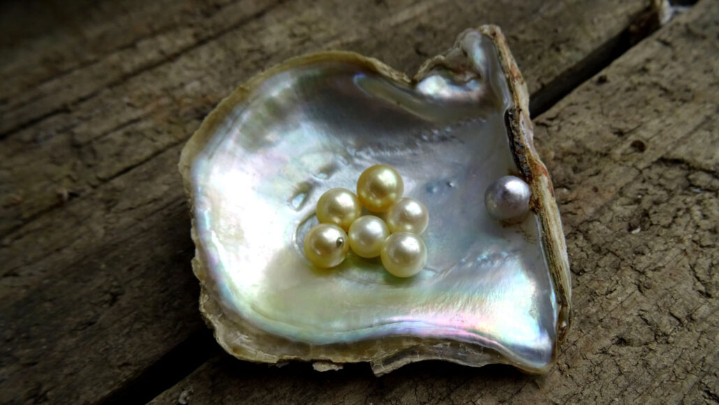 image of an Akoya oyster with several pearls