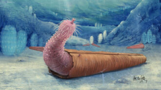 illustration of a penis worm on the ocean floor
