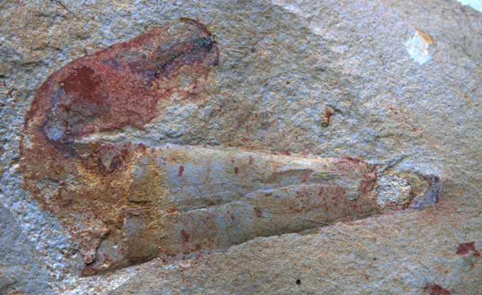 ‘Penis worms’ may have been the original hermits image of a fossilized penis worm in a shell