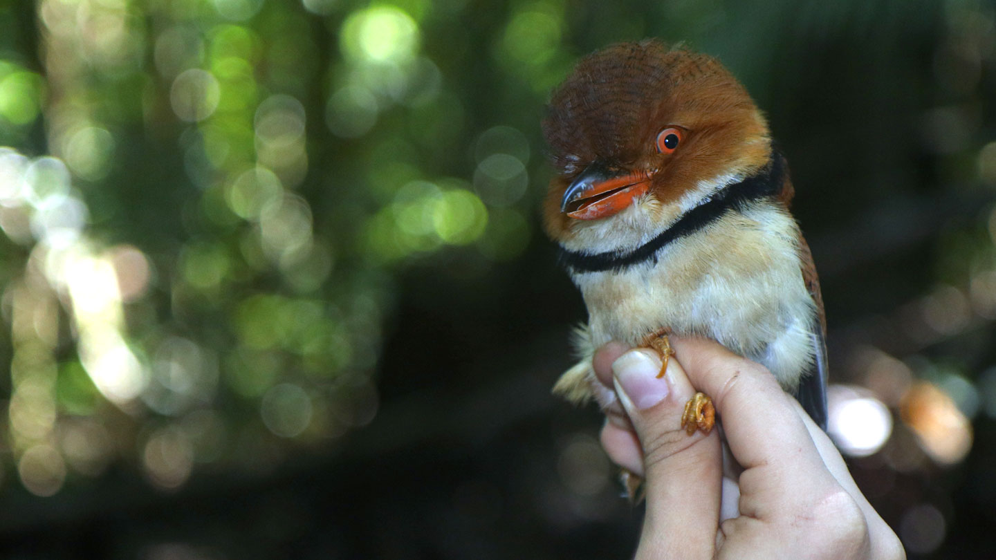 Climate change may be shrinking tropical birds - Science News