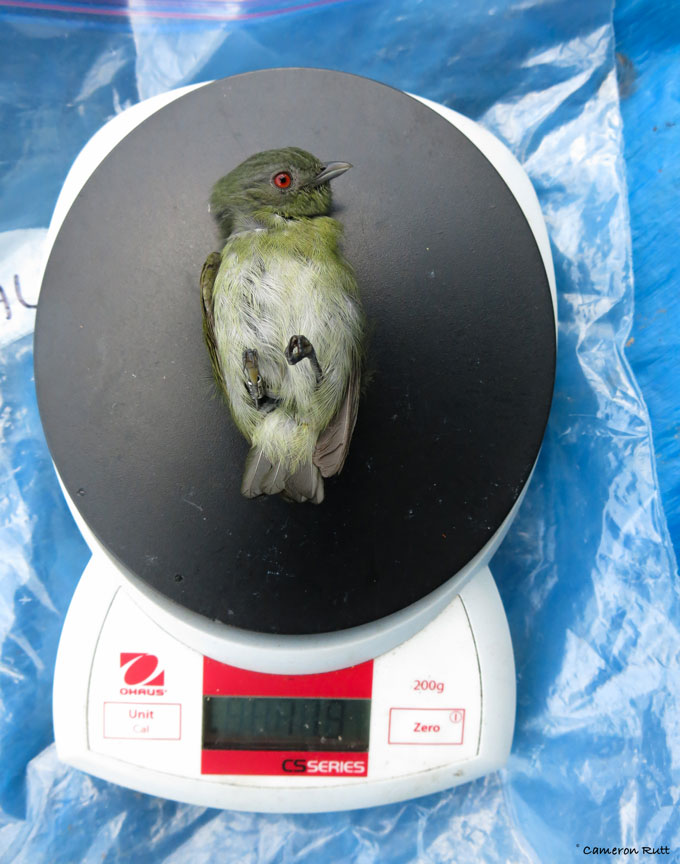 A white-crowned manakin, a small bird, rests belly-up on a digital scale