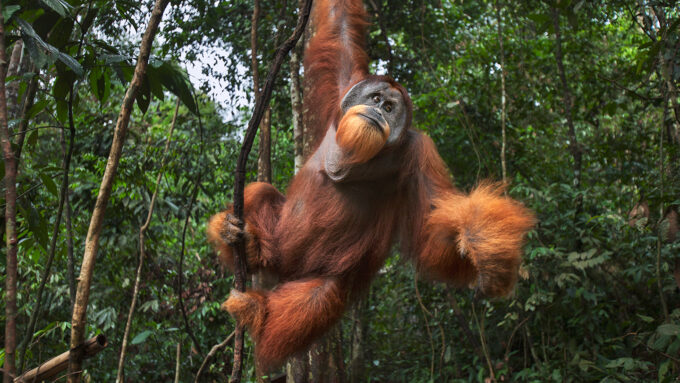 an orangutan holding onto a vine