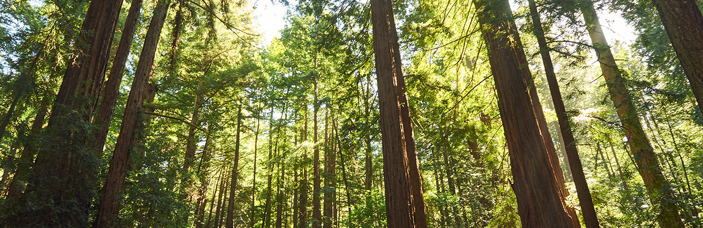 image of a forest looking up at the canopy