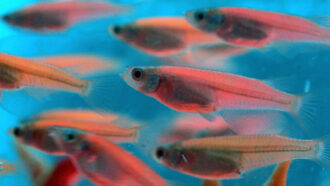 Genetically engineered glow-in-the-dark fish